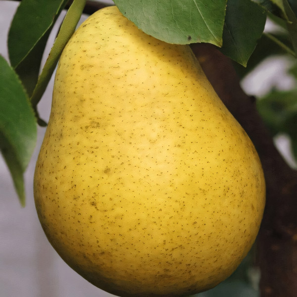 Саженцы Груша Осенняя Сладкая