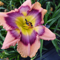 Саженцы Лилейник Tavares Special Effects (Таверс Спешл Эффектс)