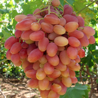 Саженцы Виноград Преображение