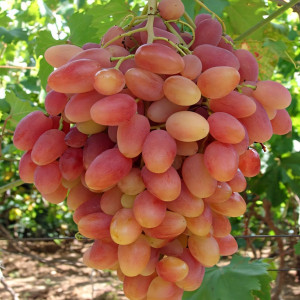 Саженцы Виноград Преображение