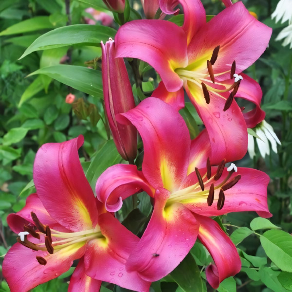 Луковицы Саженцы Лилия ОТ гибрид Empoli (Эмполи) (3шт.)