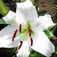 Луковицы  Лилия LOO гибрид Bright Brilliant (Брайт Бриллиант) (3шт.)