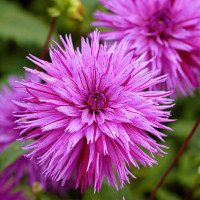 Саженцы Георгина бахромчатая Striped Ambition (Стрипед Амбишн)