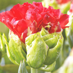 Тюльпан махровый Кросби (в упаковке - 3шт.)