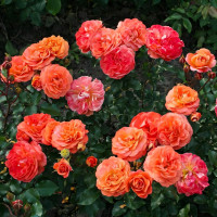 Саженцы Роза флорибунда Феникс