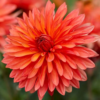 Саженцы Георгина мелоди Swing