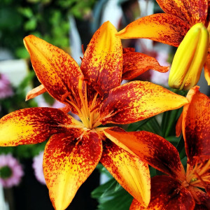  Лилия азиатская Tiny Sensation (Тайни Сенсейшн)