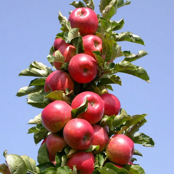 Саженцы Яблоня колоновидная Вожак