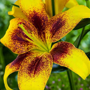  Лилия азиатская Yellow Brush (Йеллоу Браш)