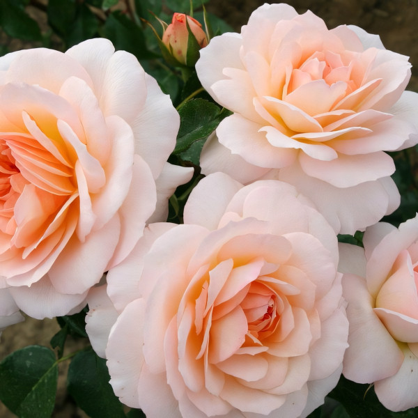 Саженцы Роза парковая Шлосс Ойтин