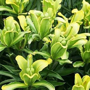  Лилия азиатская P413 (TA 7090-575) (P413)