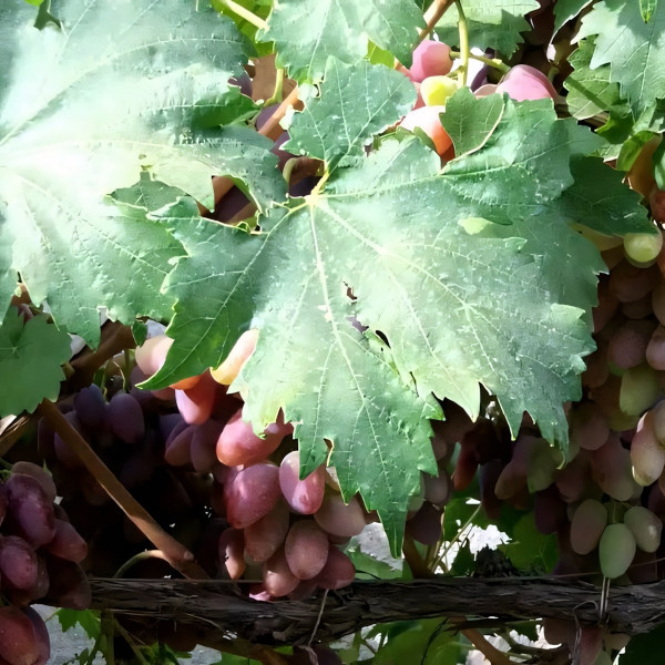 Саженцы Виноград Придорожный