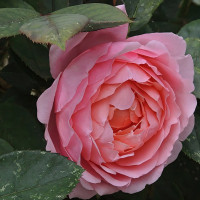 Саженцы Роза английская Бразе Кадфаэль