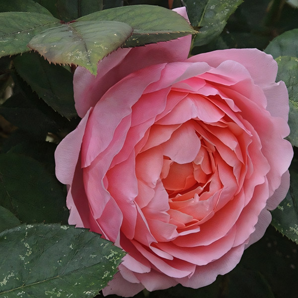 Саженцы Роза английская Бразе Кадфаэль