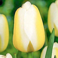 Луковицы Тюльпан Триумф Ле Крин Бланк (в упаковке - 3шт.)