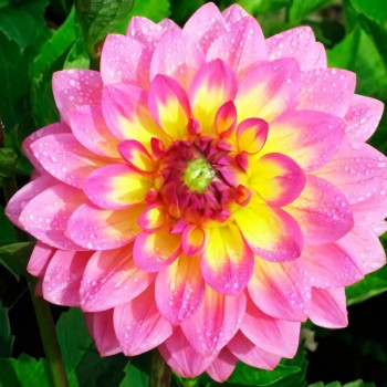 Саженцы Георгина декоративная Jowey Gipsy (Джоуи Джипси)