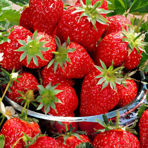 Клубника (крупноплодная) Эльсанта 5 шт. в упаковке