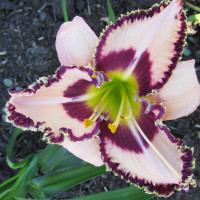 Саженцы Лилейник Purple Flame (Пёпл Флэйм)