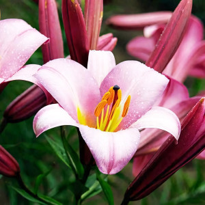  Лилия трубчатая Pink Planet (Пинк Планет)