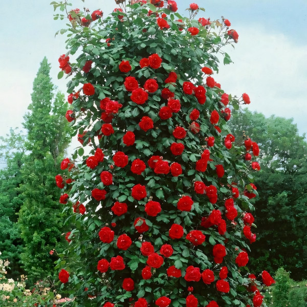 Саженцы Роза плетистая Сантана