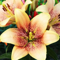 Луковицы  Лилия ЛА гибрид Sweet Desire (Свит Дезаер) (3шт.)