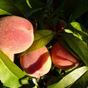 Саженцы Персик Ранний Кубани