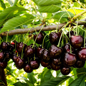 Саженцы Черешня Родина