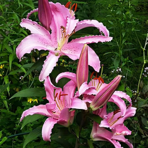  Лилия восточная Chelsea (Челси)