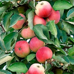 Саженцы Яблоня колоновидная Кумир