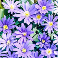 Саженец Анемона Бланда Блю Шейдс