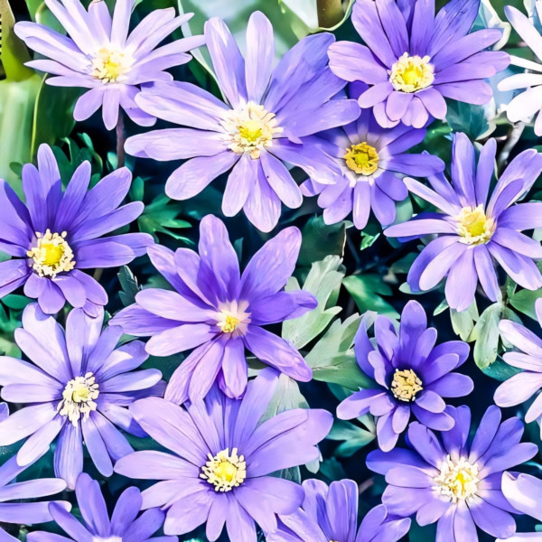 Саженец Анемона Бланда Блю Шейдс