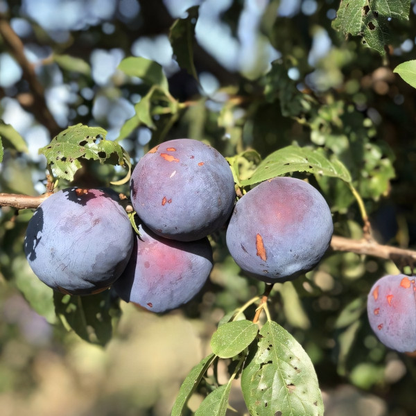 Саженцы Слива Анжелина