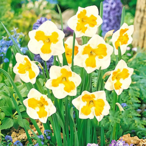 Нарцисс сплит-корона Триколлет (в упаковке - 3шт.)