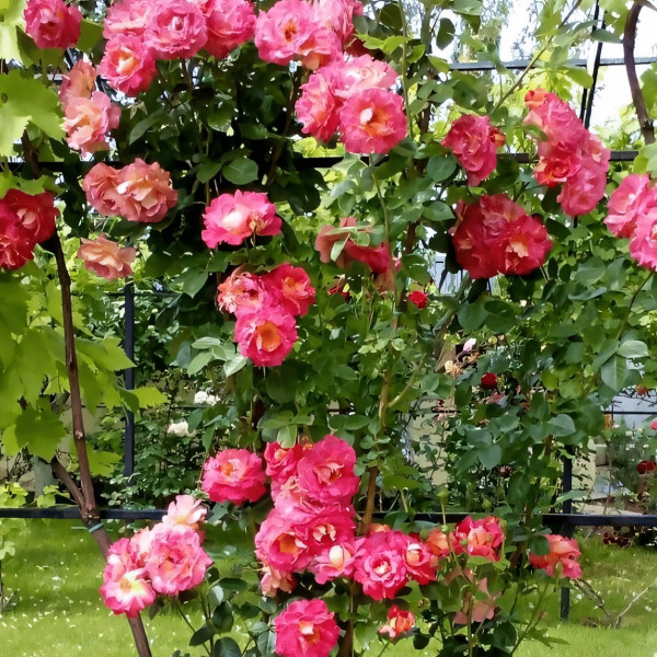 Саженцы Роза плетистая  Декор Арлекин