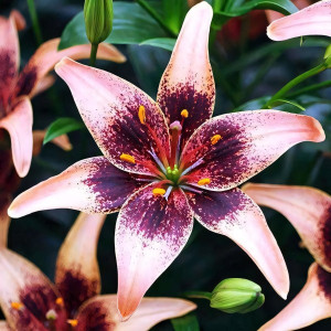  Лилия азиатская Whistler (Уистлер)