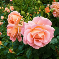 Саженцы Роза флорибунда Гейша