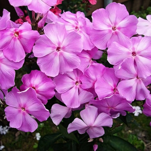 Саженцы Флокс Олимпиада