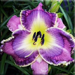 Саженцы Лилейник Asian Fairy Bluebird (Азиан Фэйри Блюбёрд)