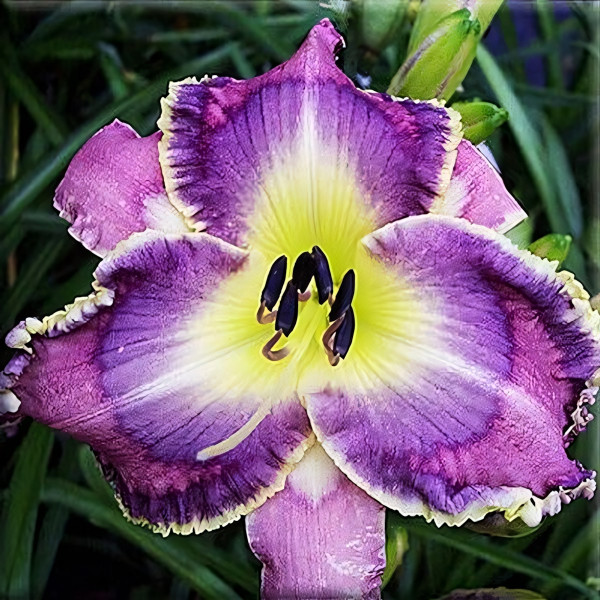 Саженцы Лилейник Asian Fairy Bluebird (Азиан Фэйри Блюбёрд)