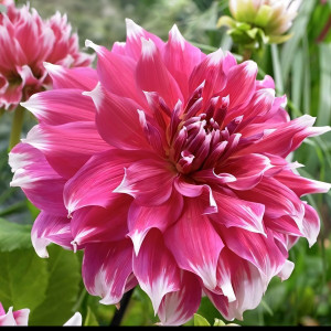 Саженцы Георгина Frost Nip