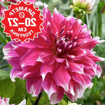 Саженцы Георгина Frost Nip