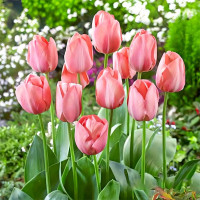 Луковицы Тюльпан Мистик Ван Эйк (в упаковке - 3шт.)