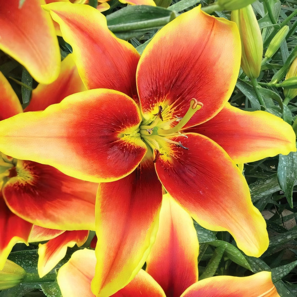 Луковицы  Лилия АОА гибрид Avalon Sunset (Авалон Сансет) (3шт.)