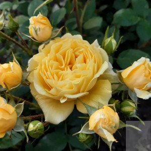 Саженцы Роза флорибунда Анни Дюпрей