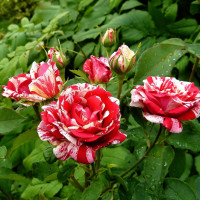 Саженцы Роза чайно-гибридная Папагено