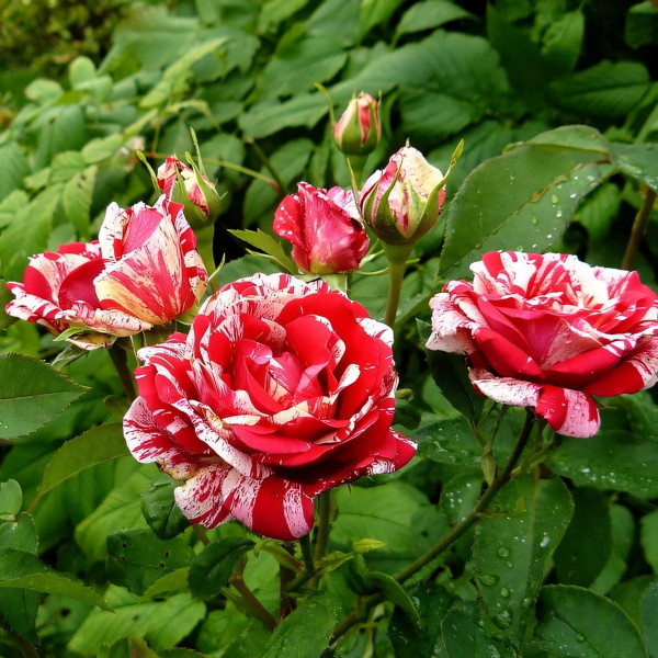 Саженцы Роза чайно-гибридная Папагено