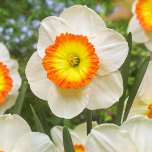 Нарцисс крупноцветковый Саунд (в упаковке - 3шт.)