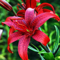 Луковицы  Лилия Red Life (Рэд Лайф) (3шт.)