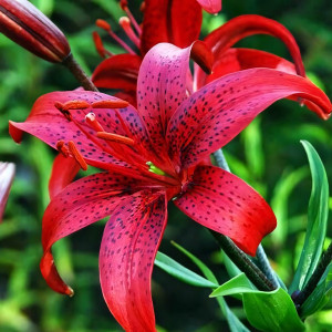  Лилия Red Life (Рэд Лайф)