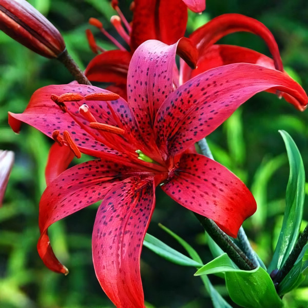 Луковицы  Лилия Red Life (Рэд Лайф) (3шт.)